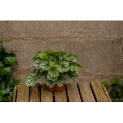 Żurawka 'Peppermint Spice' - Heuchera Peppermint Spice